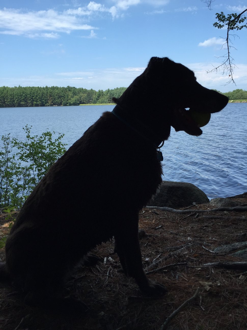 Illustration for article titled 39 *Scratchy Scratchy* Photos of Dogs